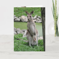 Australien Beckons - Kangaroo Geburtstagskarte