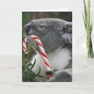 Australien Christmas Koala Bear Feiertagskarte