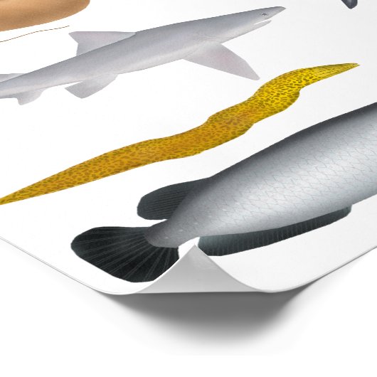 Australien Freshwater Fish Group Poster (Ecke)