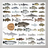 Australien Freshwater Fish Group Poster (Vorne)