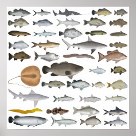 Australien Freshwater Fish Group Poster
