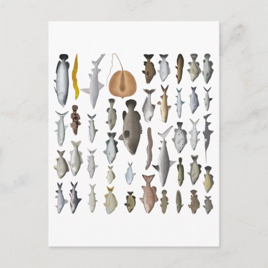 Australien Freshwater Fish Group Postkarte (Vorderseite)
