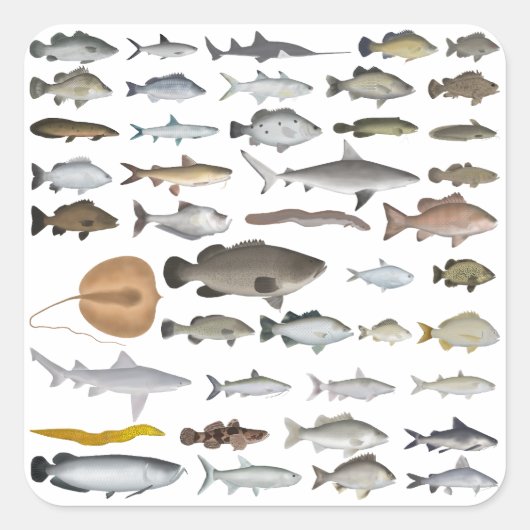 Australien Freshwater Fish Group Quadratischer Aufkleber (Vorderseite)