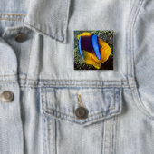Australien, Great Barrier Reef, Anemonefisch Button (Beispiel)