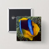 Australien, Great Barrier Reef, Anemonefisch Button (Vorne & Hinten)