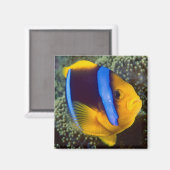 Australien, Great Barrier Reef, Anemonefisch Magnet (Vorderseite/Rückseite)