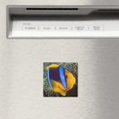 Australien, Great Barrier Reef, Anemonefisch Magnet (In Situ (Geschirrspüler))