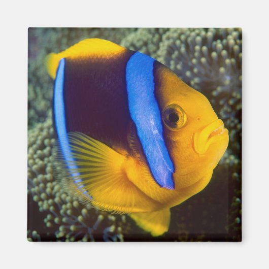 Australien, Great Barrier Reef, Anemonefisch Magnet (Vorne)