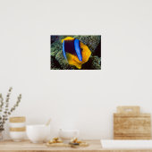 Australien, Great Barrier Reef, Anemonefisch Poster (Küche)