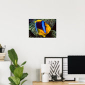 Australien, Great Barrier Reef, Anemonefisch Poster (Heimbüro)