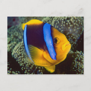 Australien, Great Barrier Reef, Anemonefisch Postkarte
