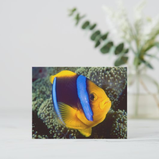 Australien, Great Barrier Reef, Anemonefisch Postkarte (Stehend Vorderseite)