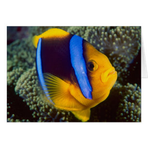 Australien, Great Barrier Reef, Anemonenfisch