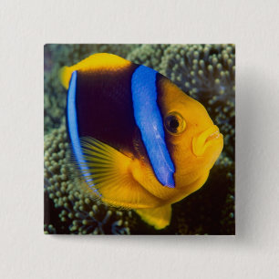 Australien, Great Barrier Reef, Anemonenfisch Button