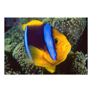 Australien, Great Barrier Reef, Anemonenfisch Fotodruck