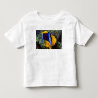 Australien, Great Barrier Reef, Anemonenfisch