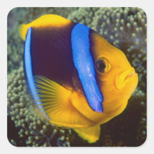 Australien, Great Barrier Reef, Anemonenfisch Quadratischer Aufkleber