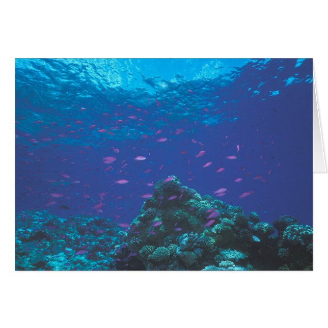 Australien, Great Barrier Reef. Lila (Vorderseite (Horizontal))