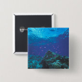 Australien, Great Barrier Reef. Lila Button (Vorne & Hinten)