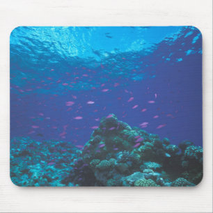 Australien, Great Barrier Reef. Lila Mousepad