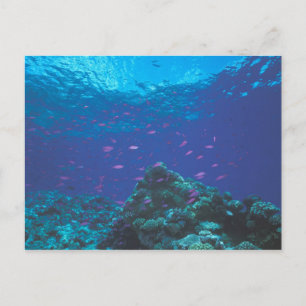 Australien, Great Barrier Reef. Lila Postkarte
