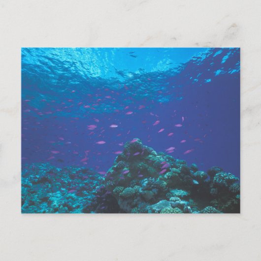 Australien, Great Barrier Reef. Lila Postkarte (Vorderseite)