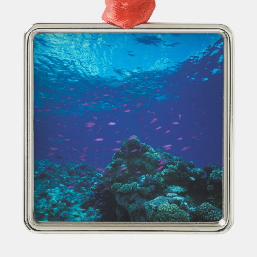Australien, Great Barrier Reef. Lila Silbernes Ornament (Vorne)