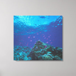 Australien, Great Barrier Reef. Schwarm von Lila Leinwanddruck