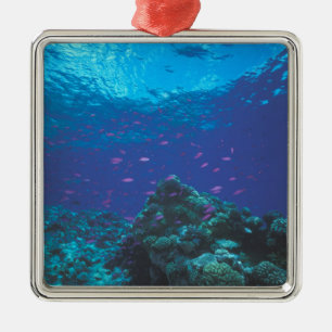 Australien, Great Barrier Reef. Schwarm von Lila Silbernes Ornament