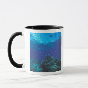 Australien, Great Barrier Reef. Schwarm von Lila Tasse