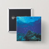 Australien, Great Barrier Reef. Schwarm von Violet Button (Vorne & Hinten)