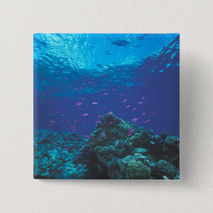 Australien, Great Barrier Reef. Schwarm von Violet Button