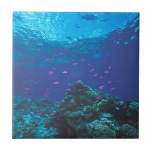 Australien, Great Barrier Reef. Schwarm von Violet Fliese