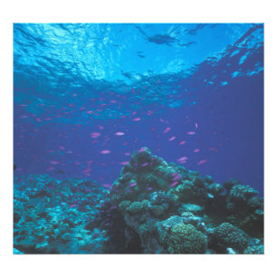 Australien, Great Barrier Reef. Schwarm von Violet Fotodruck