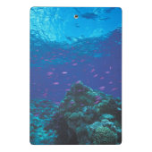 Australien, Great Barrier Reef. Schwärmendes Lila Mini Klemmbrett (Rückseite)