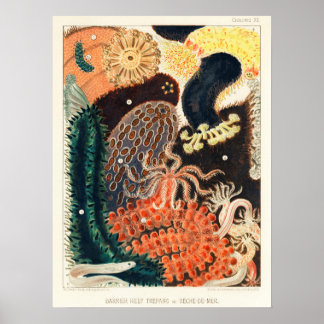 Australien, Great Barrier Reef Vintages Kunstposte Poster