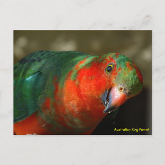 Australien Juvenile Male King Parrot Postkarte