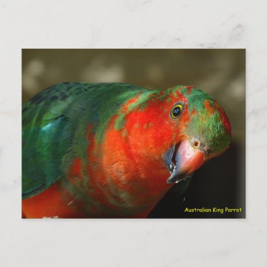 Australien Juvenile Male King Parrot Postkarte (Vorderseite)