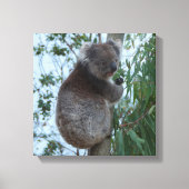 Australien Kangaroo Insel Koala in einem Baum Leinwanddruck (Vorderseite)