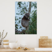 Australien Kangaroo Insel Koala in einem Baum Poster (Küche)