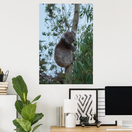 Australien Kangaroo Insel Koala in einem Baum Poster (Heimbüro)