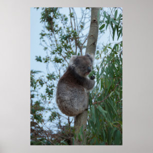 Australien Kangaroo Insel Koala in einem Baum Poster