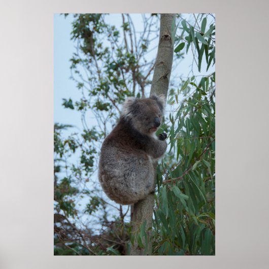 Australien Kangaroo Insel Koala in einem Baum Poster (Vorne)