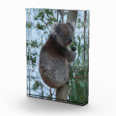 Australien Kangaroo Insel Niedlich Koala in einem Fotoblock (Rechts)