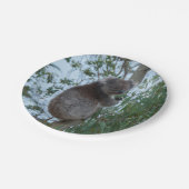 Australien Kangaroo Insel Niedlich Koala in einem Pappteller (Schrägansicht)