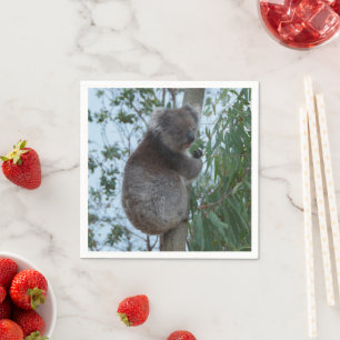 Australien Kangaroo Insel Niedlich Koala in einem  Serviette