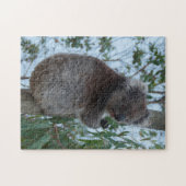 Australien Kangaroo Island Koala Tree, 252 Stück Puzzle (Horizontal)