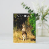 Australien Kangaroo Postkarte (Stehend Vorderseite)