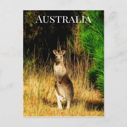Australien Kangaroo Postkarte (Vorderseite)