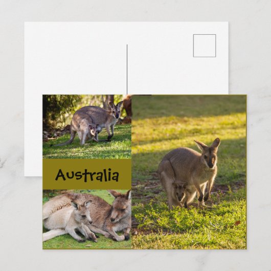 Australien: Kängurus, Mütter und Freuden Postkarte (Vorne/Hinten)